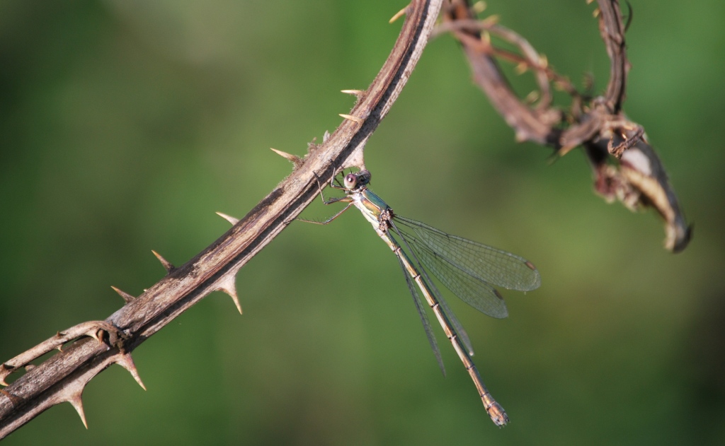 Lestes viridis?